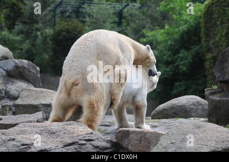 Polar bear Knut's father Lars mates with Katjuscha at the polar bear enclosure at Berlin Zoo Berlin, Germany - 28.04.09 Stock Photo