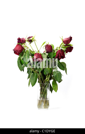 Wilted roses Stock Photo