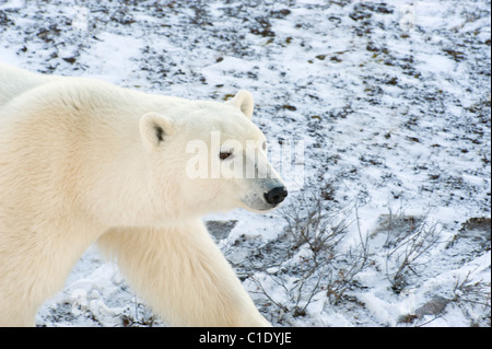 A Polar Bear on the snow covered tundra near Churchill, Manitoba, Canada Stock Photo