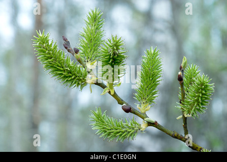 A budding branch / twig / stem / bud / on an alpine vine in a French