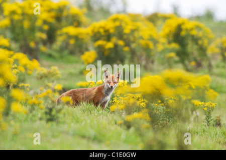Red fox (Vulpes vulpes), North Downs, Kent, UK Stock Photo