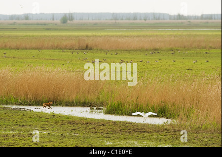 Red fox (Vulpes vulpes) Oostvaardersplassen, Netherlands. Fox foraging at edge of reedbed. Stock Photo