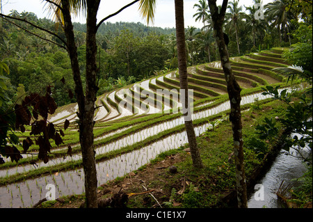 The area of Belimbing, Bali, Indonesia, has some of the most beautiful and dramatic rice terrace on the island. Stock Photo