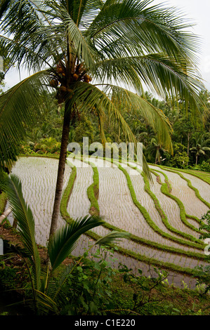 The area of Belimbing, Bali, Indonesia, has some of the most beautiful and dramatic rice terrace on the island. Stock Photo