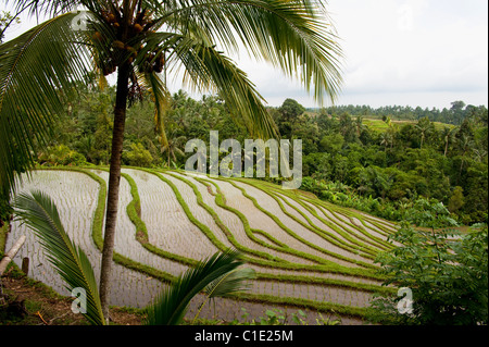 The area of Belimbing, Bali, Indonesia, has some of the most beautiful and dramatic rice terrace on the island. Stock Photo