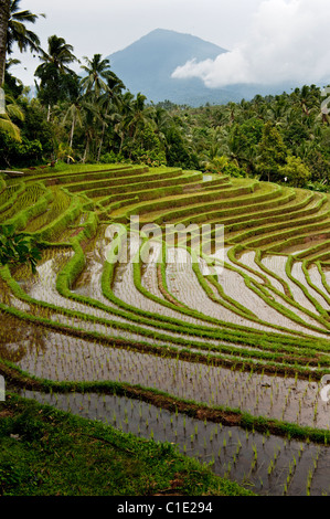 The area of Belimbing, Bali, Indonesia, has some of the most beautiful and dramatic rice terrace on the island. Stock Photo