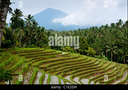 The area of Belimbing, Bali, Indonesia, has some of the most beautiful and dramatic rice terrace on the island. Stock Photo