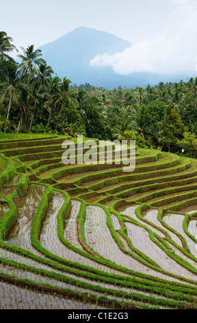 The area of Belimbing, Bali, Indonesia, has some of the most beautiful and dramatic rice terrace on the island. Stock Photo