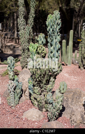 Totem pole cactus (Musaro / Lophocereus schottii) var. monstrosa Stock Photo