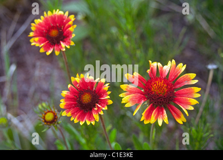 Indian blanket, also called Blanket flowers, growing wild in a field in central Texas hill country Stock Photo