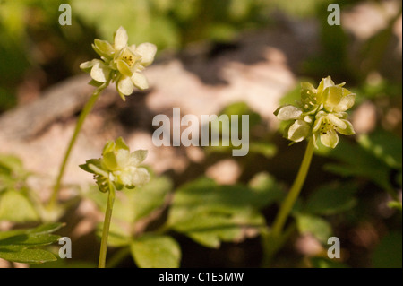 Moschatel a tiny woodland flower Stock Photo