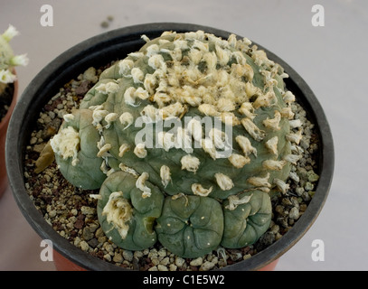 Peyote cactus (Lophophora williamsii) in a pot at a cactus exhibition in Mexico Stock Photo