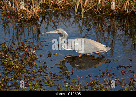 Tricolored heron (egretta tricolor) fishing at The Anhinga Trail, Everglades National Park, Florida, USA Stock Photo