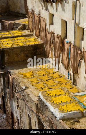 Skins drying at the tanneries in Fes, Morocco Stock Photo