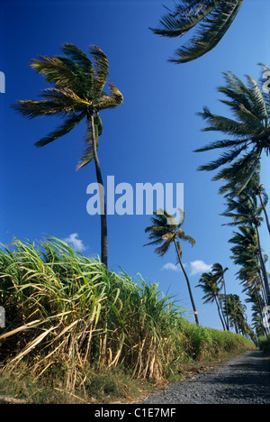 Palm trees row and sugar cane field, Saint Louis, La Reunion island (France), Indian Ocean Stock Photo