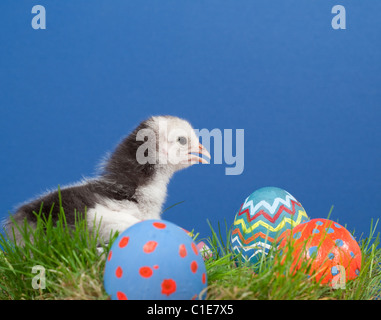 Cute bi-colored Easter chick in grass with colorful hand painted Easter eggs, on blue textured background Stock Photo