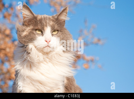 A serious looking diluted calico cat against a tree with dry leaves and blue sky Stock Photo