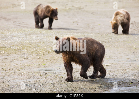 Sow brown bear and cubs near Horn Creek looking for spawning salmon in Chinitna Bay area of Lake Clark National Park, Alaska. Stock Photo