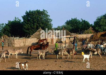 Senegal Thies region Cayor Garabou-Niass Wolof village the domestic animals gather around the well to quench their thirst in Stock Photo