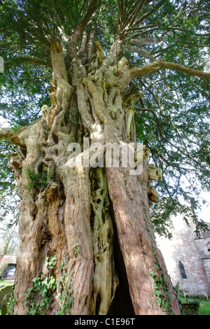 Yew tree. Long associated with religious sites. St Mary Magdalene church, Hewelsfield, Forest of Dean Stock Photo