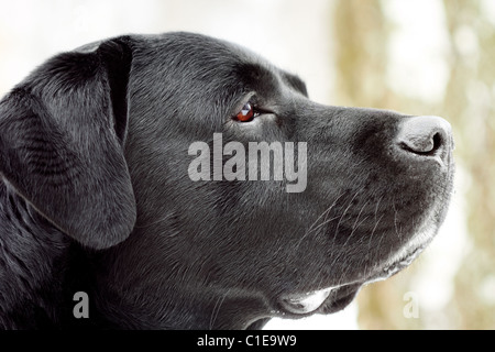 Labrador's head in profile. Close-up, shallow depth of field. Stock Photo