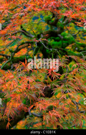 Old Japanese Red Lace Leaf Maple Tree in Autumn Stock Photo