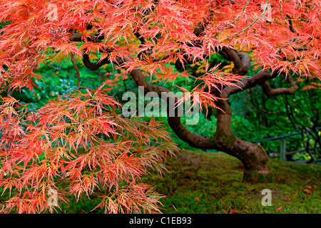 Old Japanese Red Lace Leaf Maple Tree in Autumn 2 Stock Photo