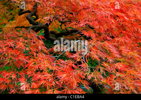 Old Japanese Red Lace Leaf Maple Tree in Autumn 3 Stock Photo