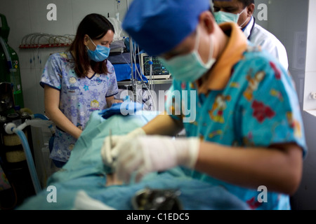 A veterinarian surgeon operates Pitbull Terrier dog before a surgery operation at a Pet Hospital in Condesa, Mexico City, Mexico Stock Photo