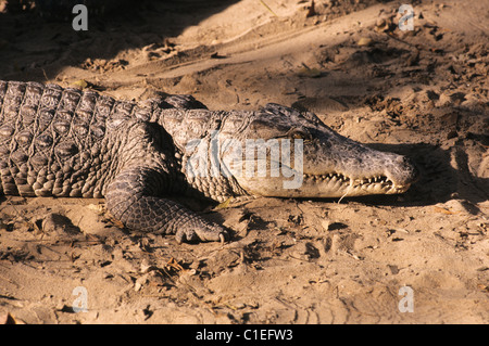 India, Tamil Nadu State, Mahabalipuram, the farm of crocodiles Stock Photo