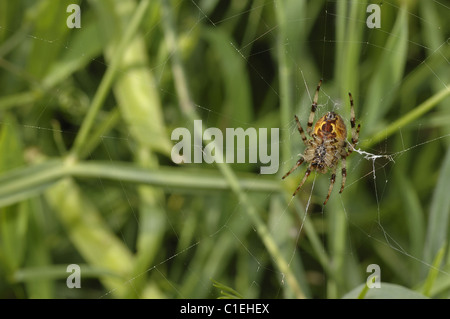 Orbweb-spider - Four-spot orb-weaver spider (Araneus quadratus) on its web Stock Photo
