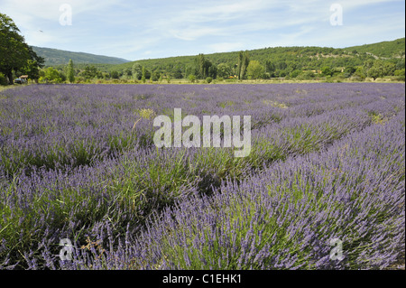 Lavender (Lavandula sp) field to be harvested - Sault area - Provence - France Stock Photo
