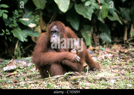 Malaysia, Sabah and Sarawak, Sanctuaries for Orang-Outangs were created in these malaysian possessions in Kalimantan region Stock Photo