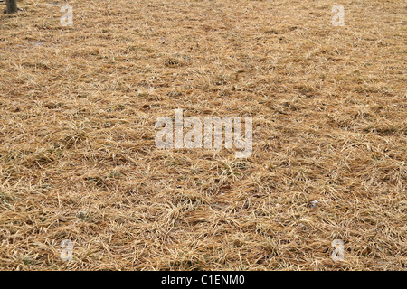 Dry lawn grass as a background