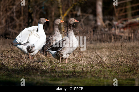 Three geese walking on a meadow Stock Photo