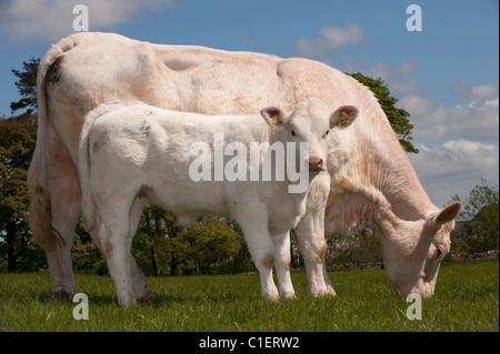 Pedigree Charolais cow with calf suckling. Stock Photo