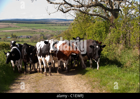 Farmer walking dairy cattle to milking parlour down narrow country lane. Stock Photo