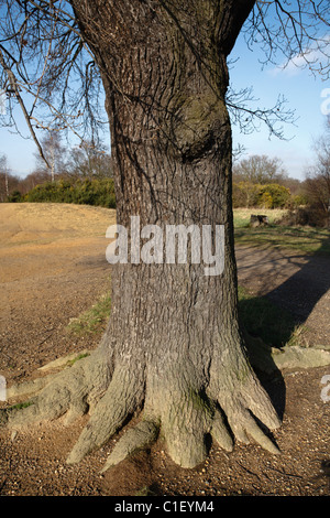 Oak tree trunk in Epping Forest Stock Photo