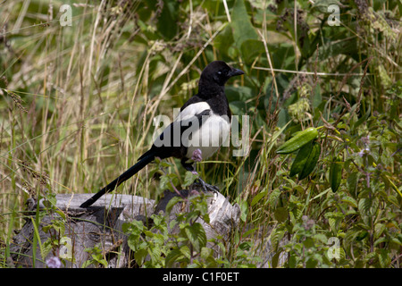 Magpie sitting on fence post looking quizzical Stock Photo