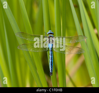 Male Emperor Dragonfly Anax imperator Stock Photo