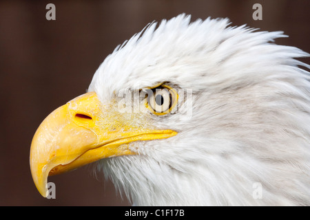 Bald Eagle head shot Stock Photo