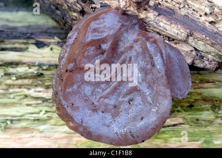 Jelly Ear Fungus Stock Photo