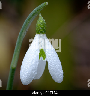 Snowdrop covered in water droplets of spring dew Stock Photo