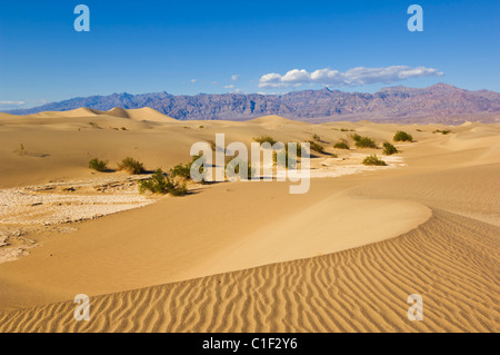 Sand ripples in the dunes of the Mesquite Flats sand dunes, Stovepipe Wells, Death Valley National Park, California, USA Stock Photo