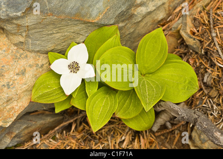 Closeup of flower of Dwarf Dogwood (Bunchberry) at Lowell Point on the Kenai Peninsula near Seward in Southcentral Alaska. Stock Photo