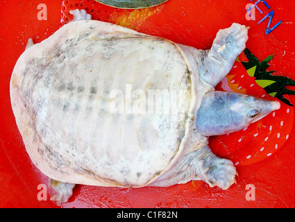 Albino turtle Villagers in Jiangxi, China have found a rare albino turtle, weighing 800 grams. The albinism is caused by a Stock Photo