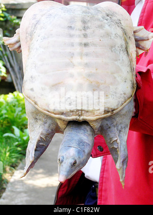 Albino turtle Villagers in Jiangxi, China have found a rare albino turtle, weighing 800 grams. The albinism is caused by a Stock Photo