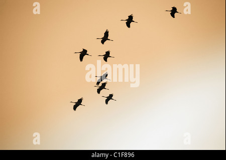 Cranes in flight, Linum, Germany Stock Photo