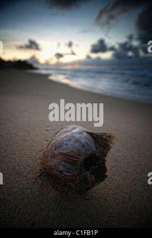 a coconut on the beach near rincón, puerto rico Stock Photo