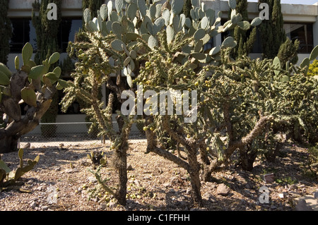 Chain-link Cactus (Cylindropuntia tunicata)